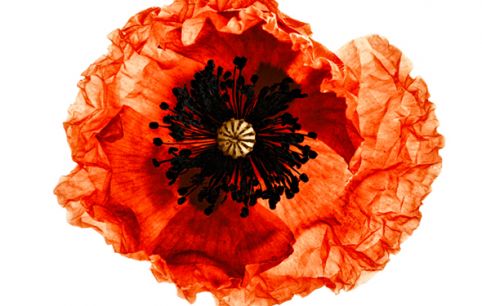 Poppy by Denis Brihat