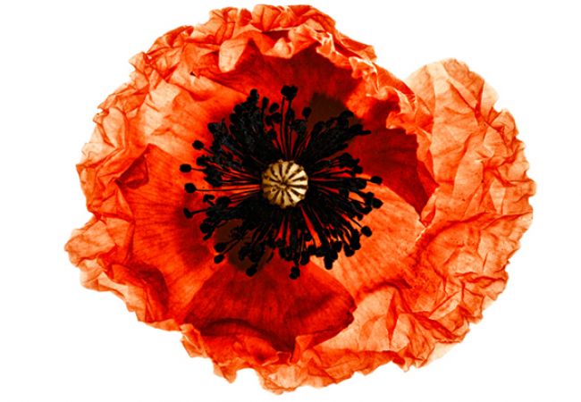 Poppy by Denis Brihat