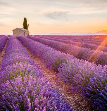 Champs de lavande | Hôtel de luxe en Provence