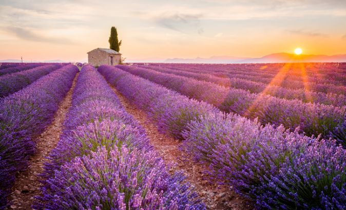 Champs de lavande | Hôtel de luxe en Provence