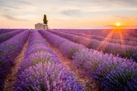 Champs de lavande | Hôtel de luxe en Provence